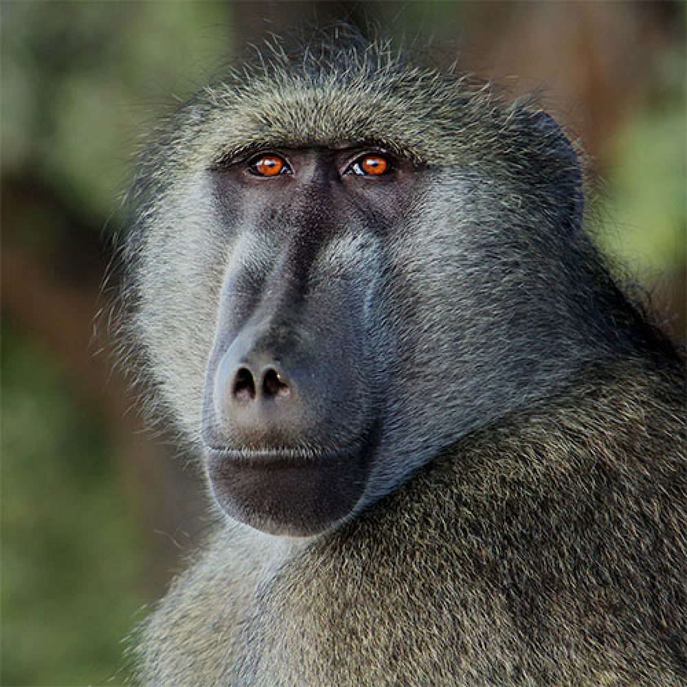 Wildlife Trading - Hunting Package - Baboon