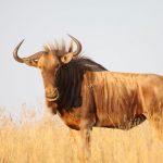 Wildlife Trading - Hunting Packages - Golden Wildebeest