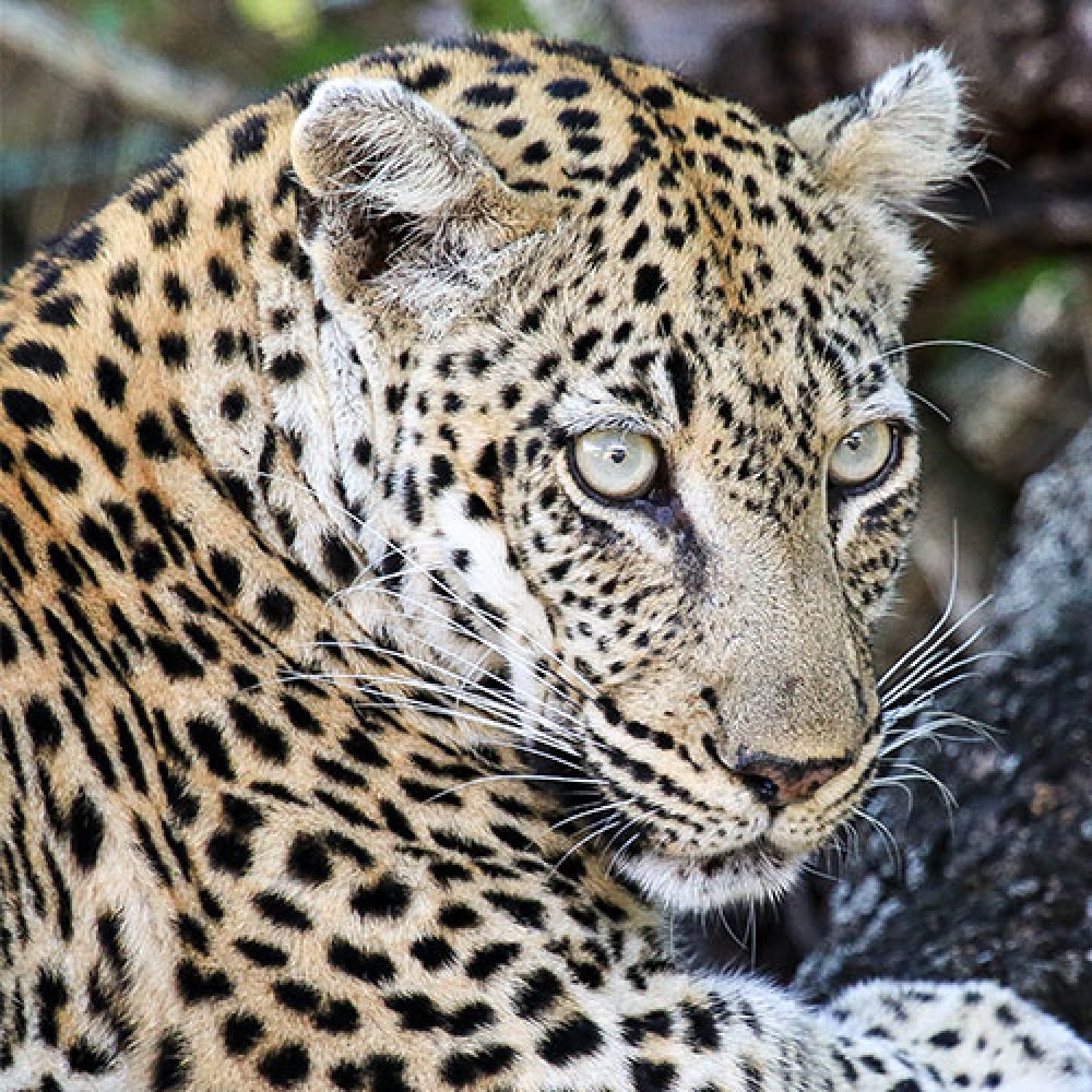 Wildlife Trading - Hunting Package - Leopard